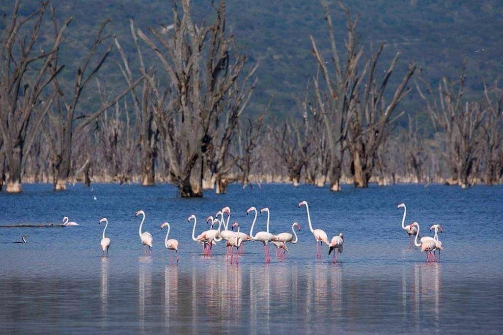 The Lake Nakuru Flamingo Lodge gallery 5
