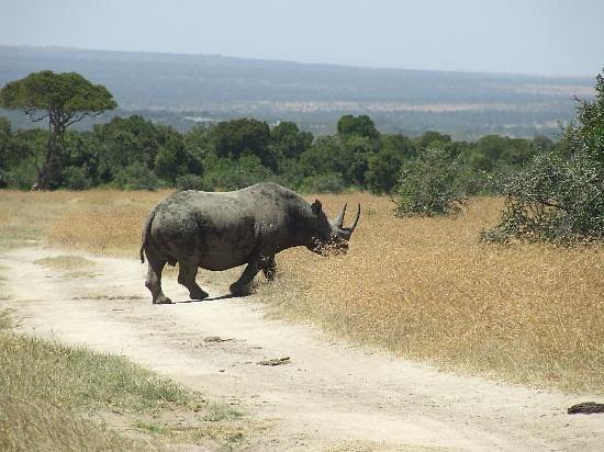 Porini Rhino Camp gallery 5
