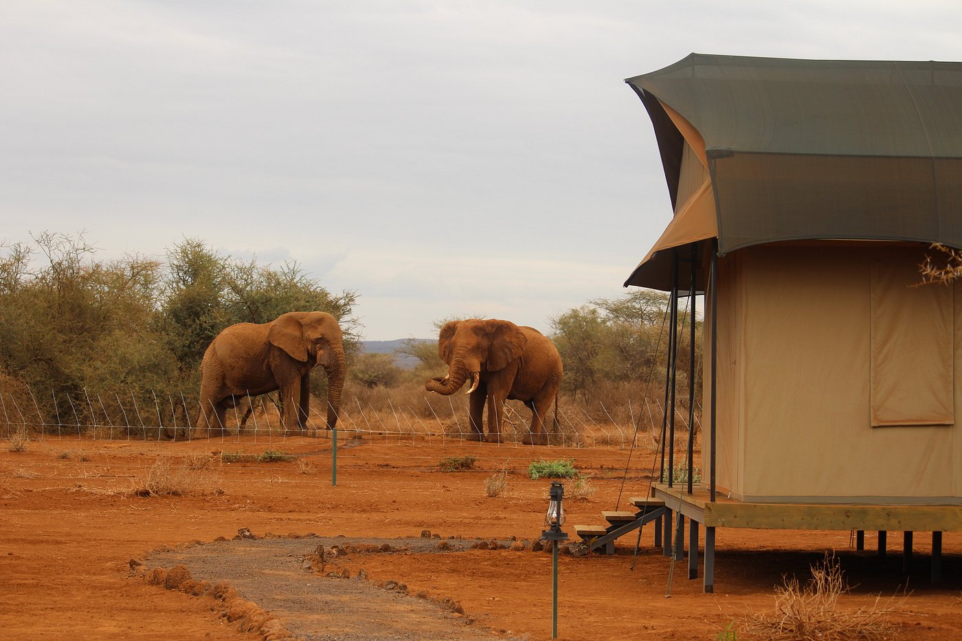 Tulia Amboseli Safari Camp - Amboseli hotel view 4