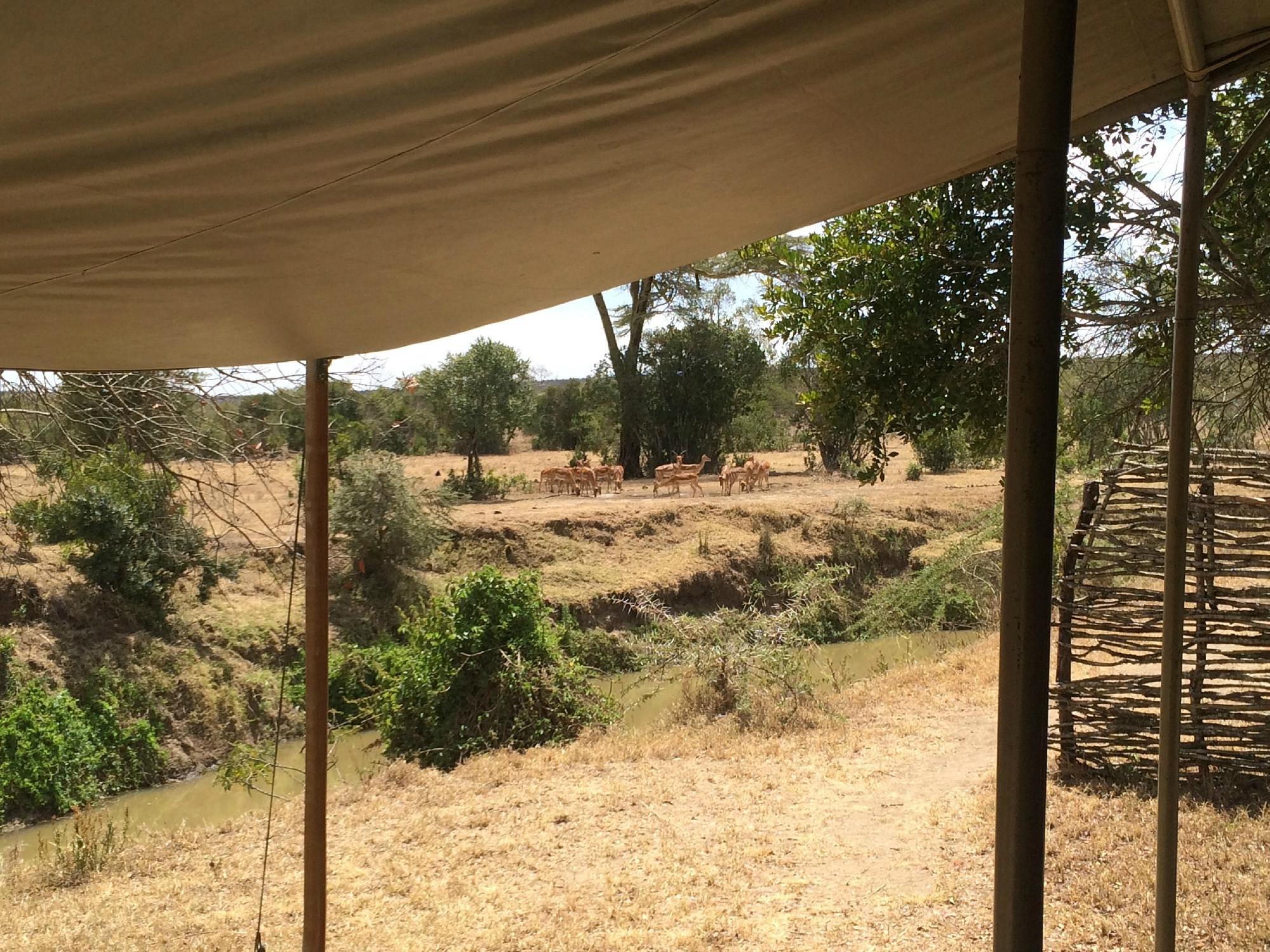 Ol Pejeta Bush Camp, Asilia Africa gallery 3