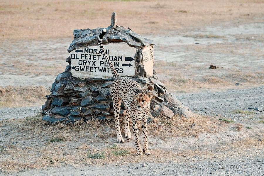 Ol Pejeta Bush Camp, Asilia Africa