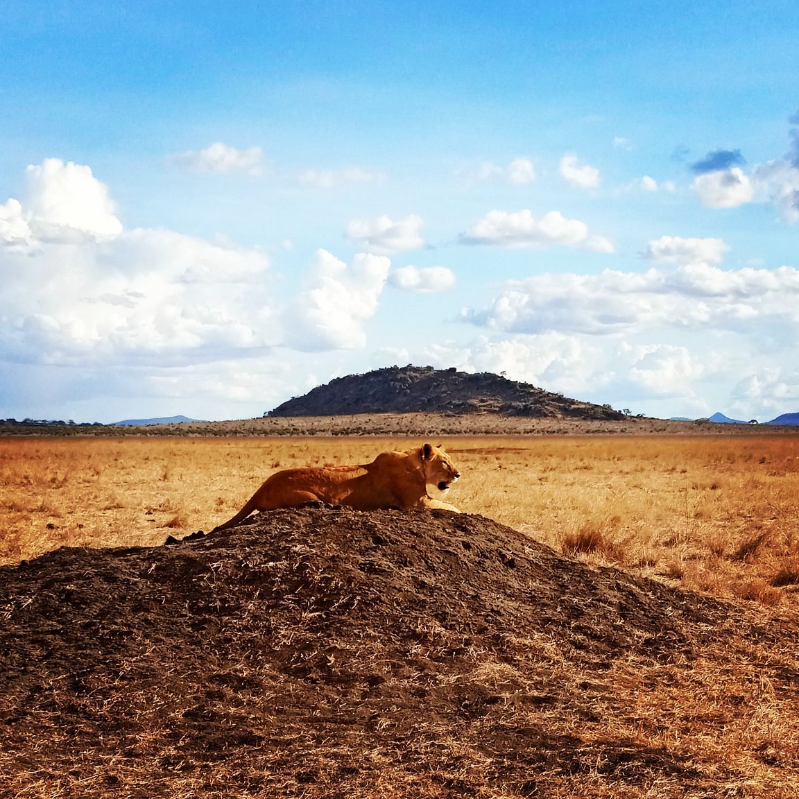 Voi Safari Lodge - Tsavo East hotel view 6